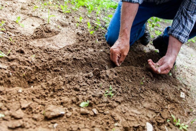 Sermon: Lord of the Harvest